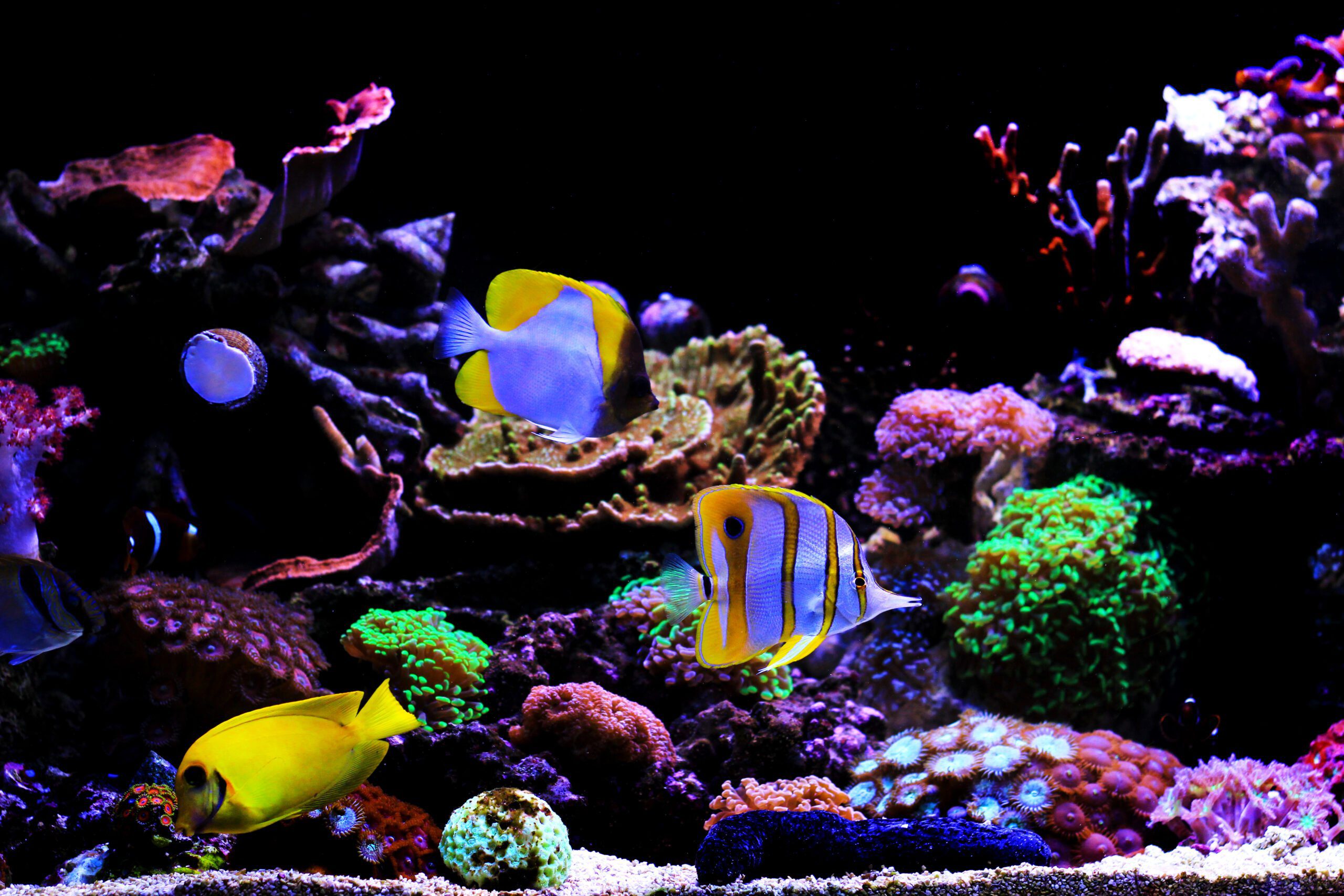 tropical-fishes-saltwater-dream-coral-aquarium-tank-1